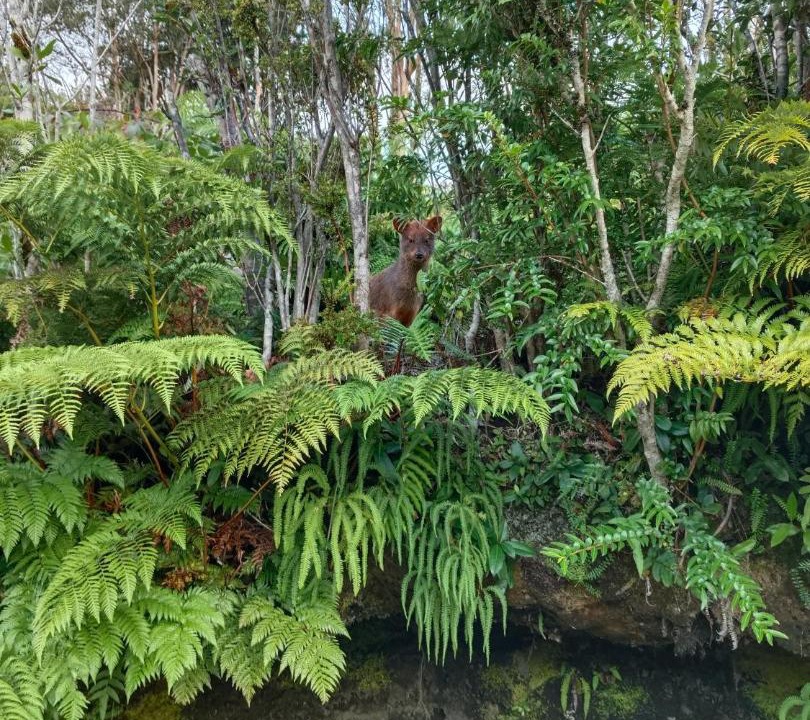 Photo of Others in Hornopiren National Park