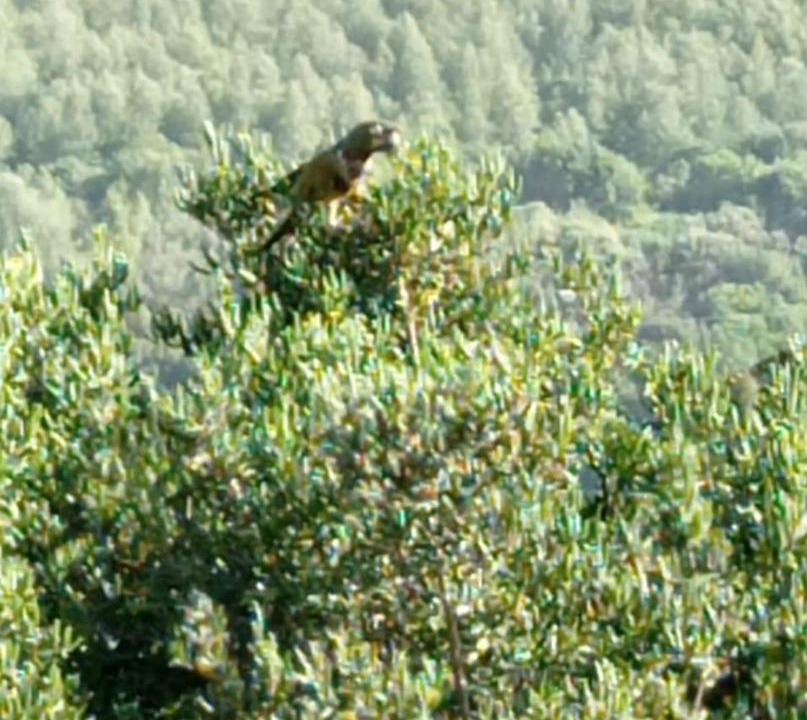 Photo of Others in Bajos de Lircay