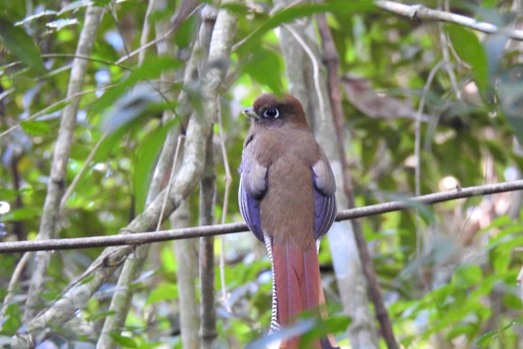 Photo of Others in Puerto Iguazu
