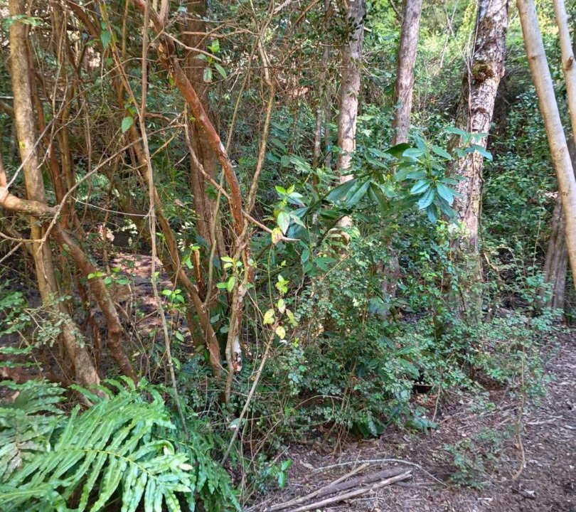 Photo of Others in Villarrica