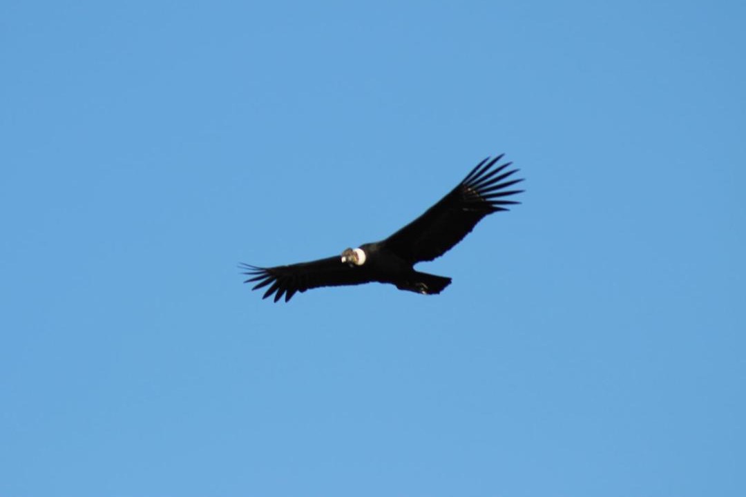 Photo of Others in Copahue
