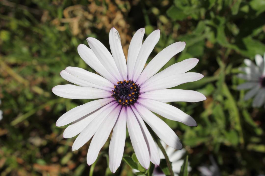 Photo of Others in Copahue