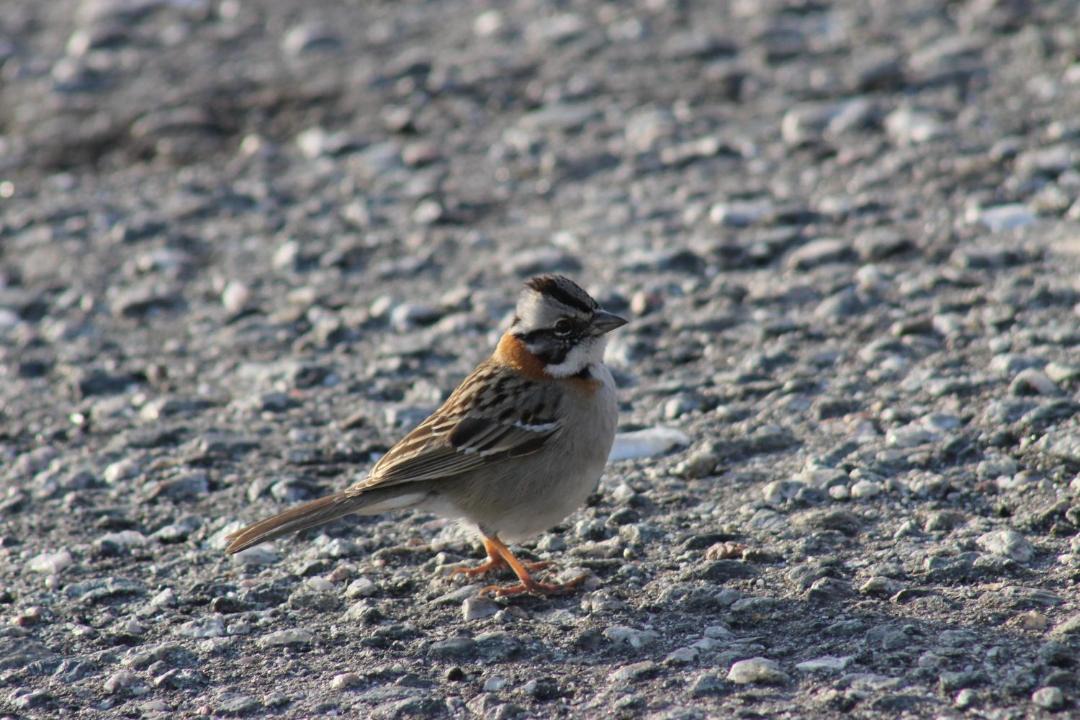 Photo of Others in Copahue