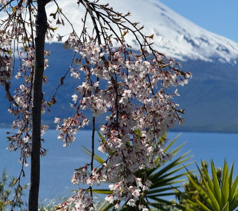 Photo of Others in Puerto Varas