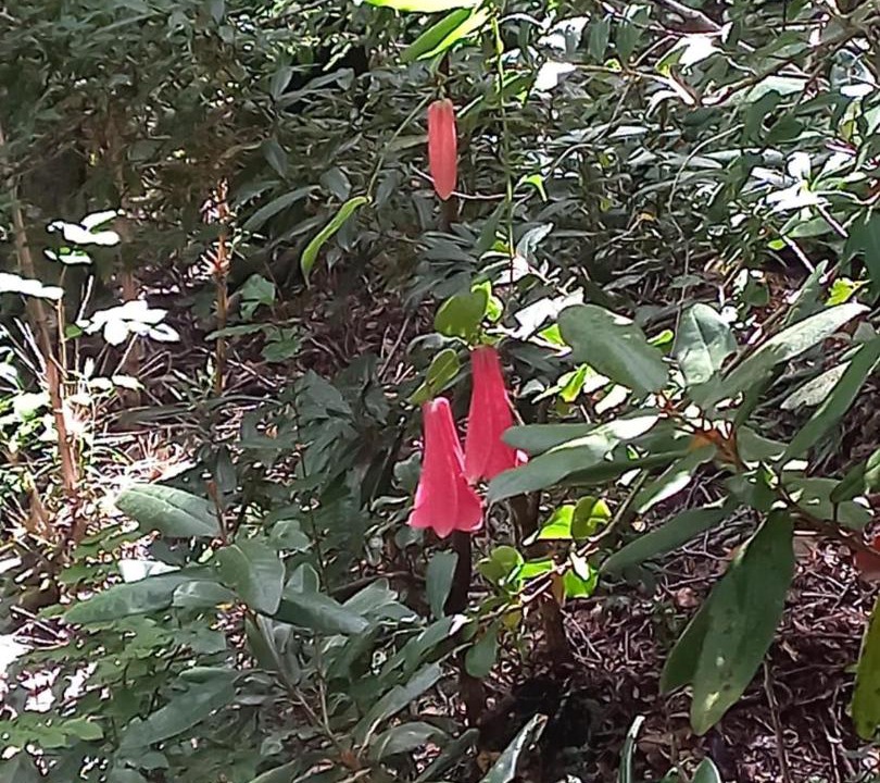 Photo of Others in Curacautin