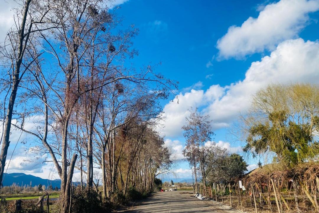 Photo of Others in Nancagua