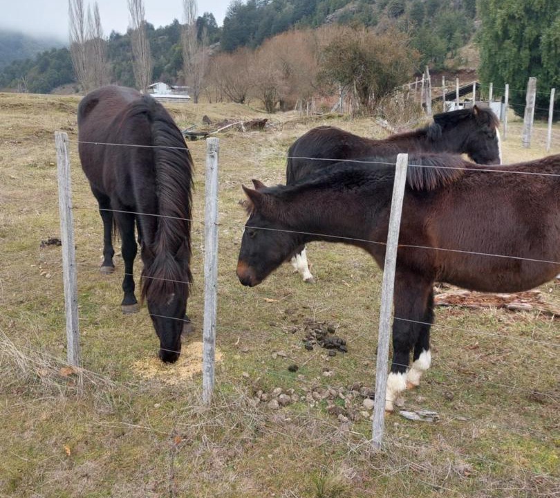 Photo of Others in Futaleufu