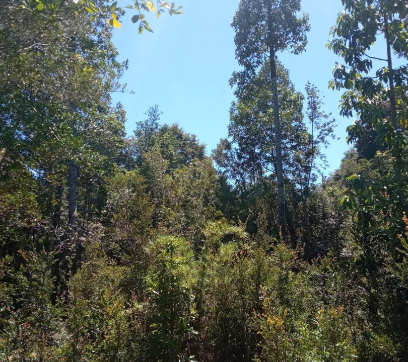 Photo of Outdoor in Puerto Montt