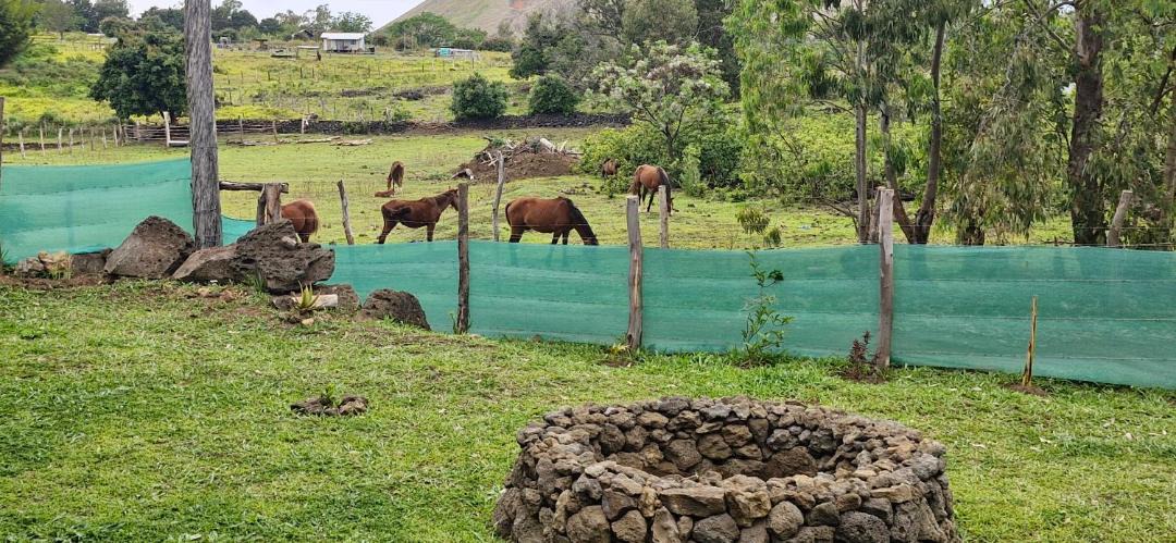 Photo of Others in Hanga Roa