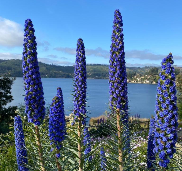 Photo of Outdoor in Vichuquen