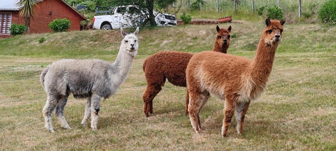 Photo of Others in Panguipulli