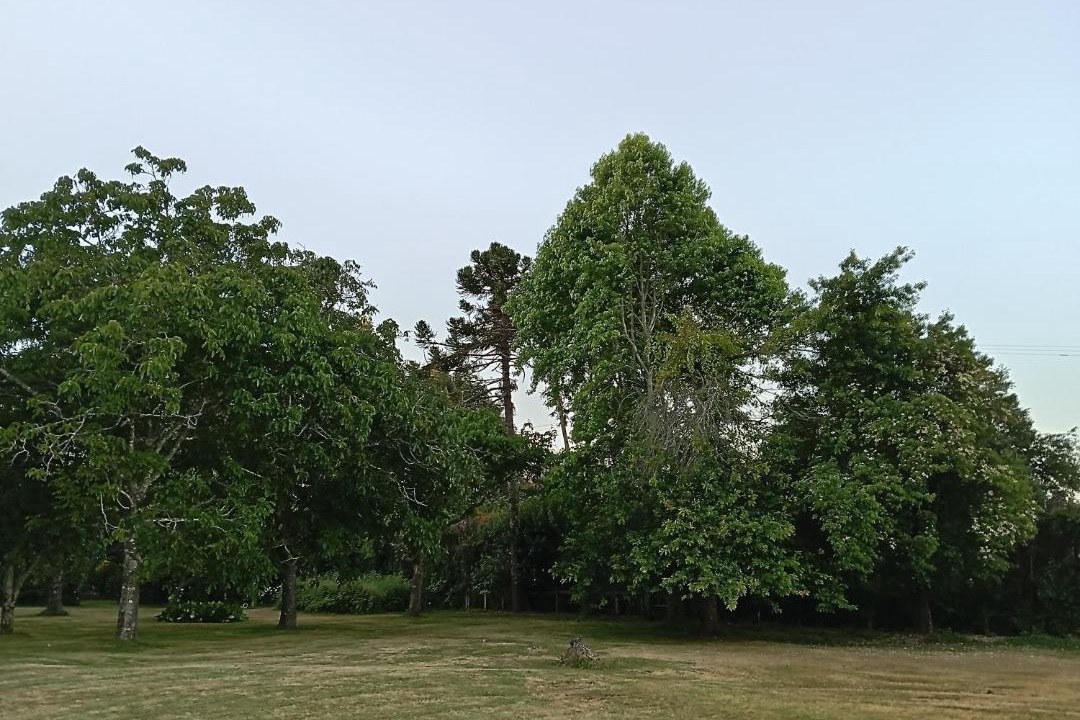 Photo of Others in Villarrica
