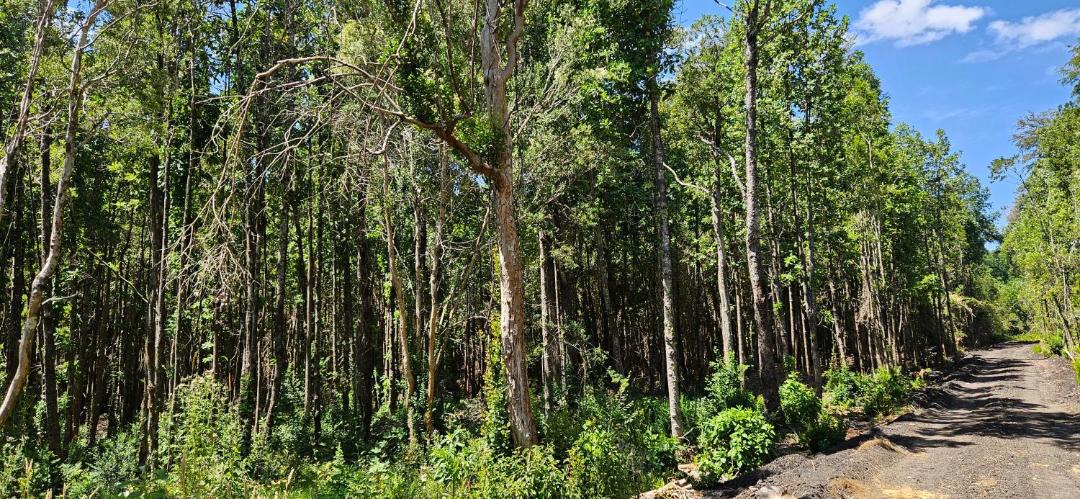 Photo of Outdoor in Villarrica