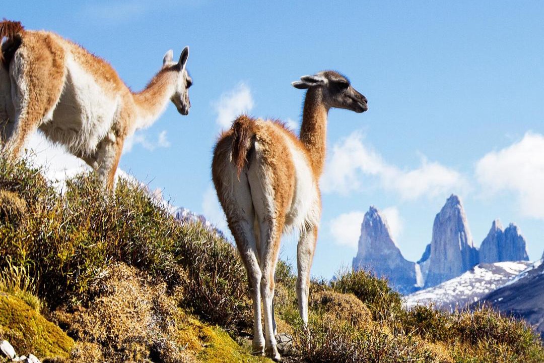 Photo of Others in Puerto Natales