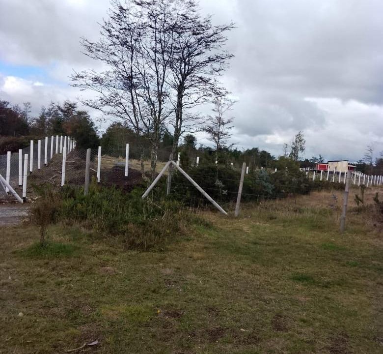 Photo of Others in Puerto Montt