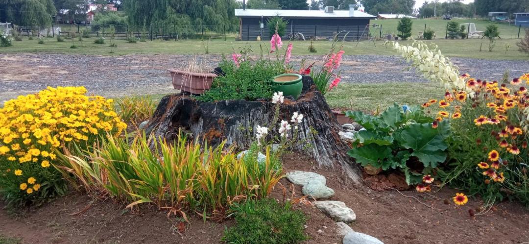 Photo of Others in Osorno