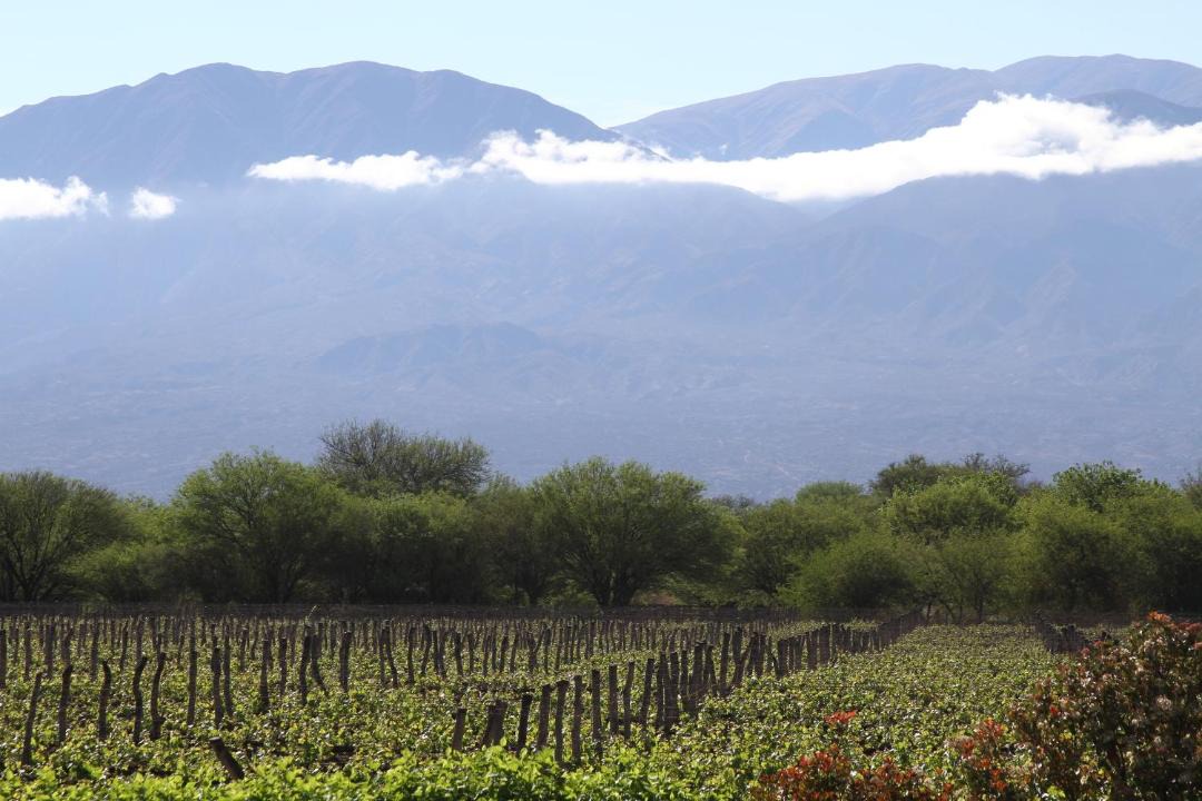 Photo of Others in Cafayate