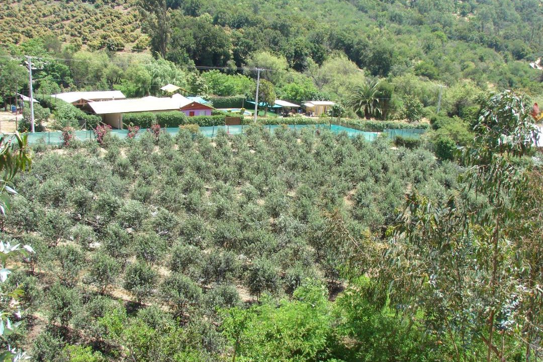 Photo of Outdoor in Olmue