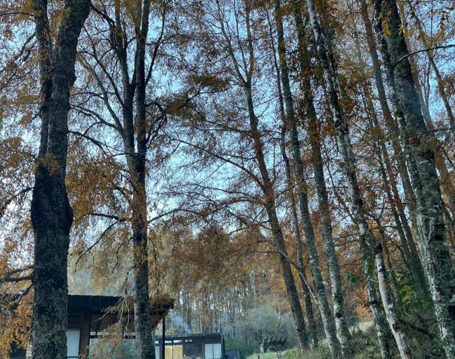 Photo of Others in Caburgua