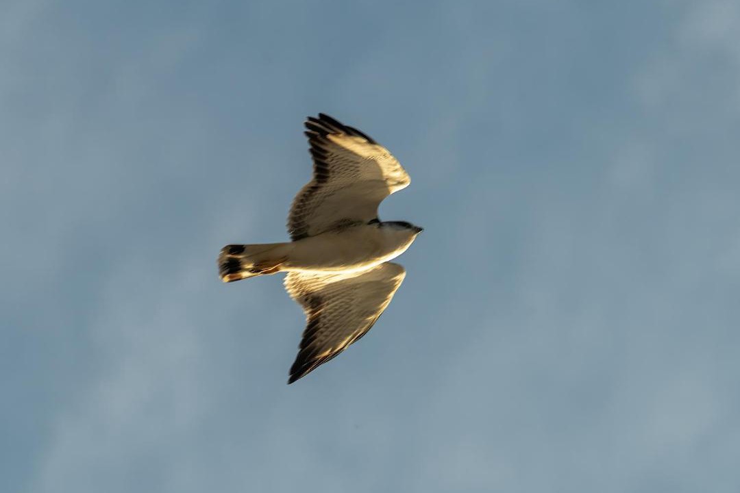Photo of Others in Punta de Choros