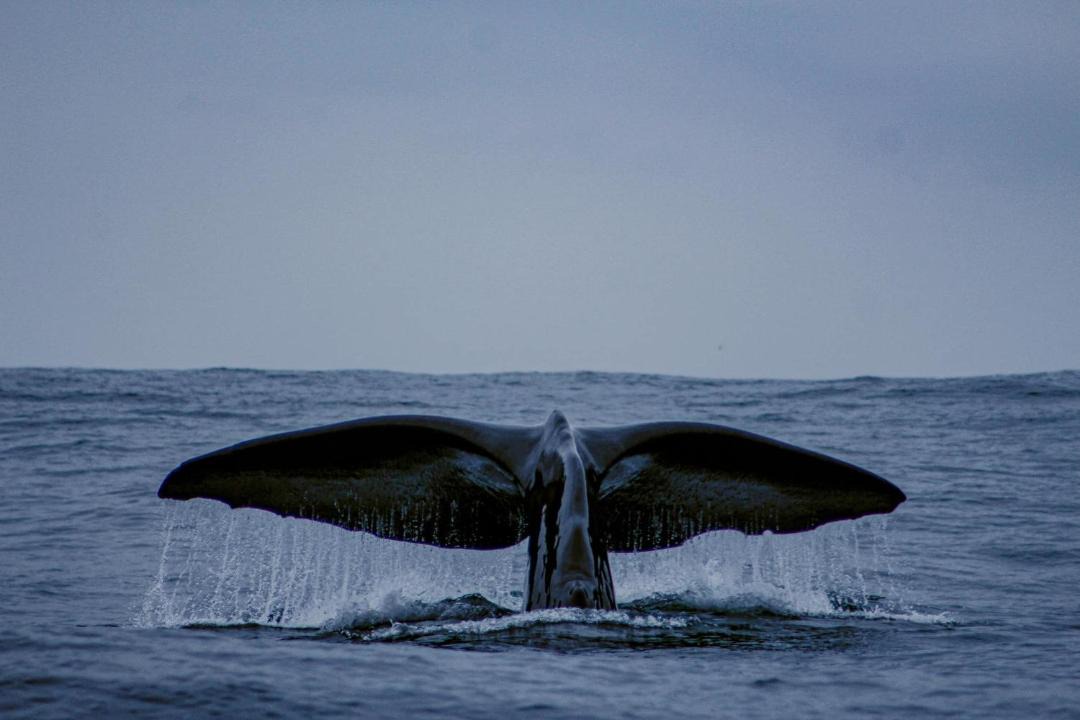 Photo of Others in Punta de Choros