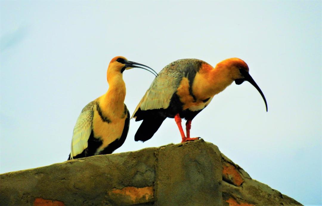 Photo of Others in Macrozona Meseta Cerro Calafate