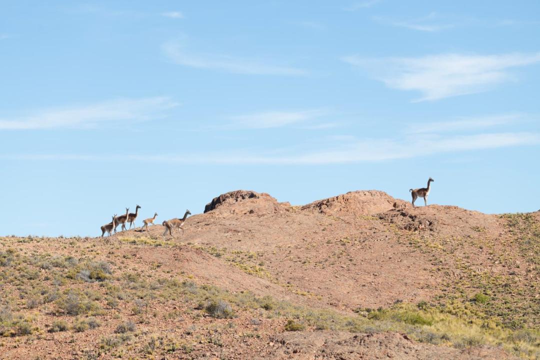 Photo of Others in Camarones