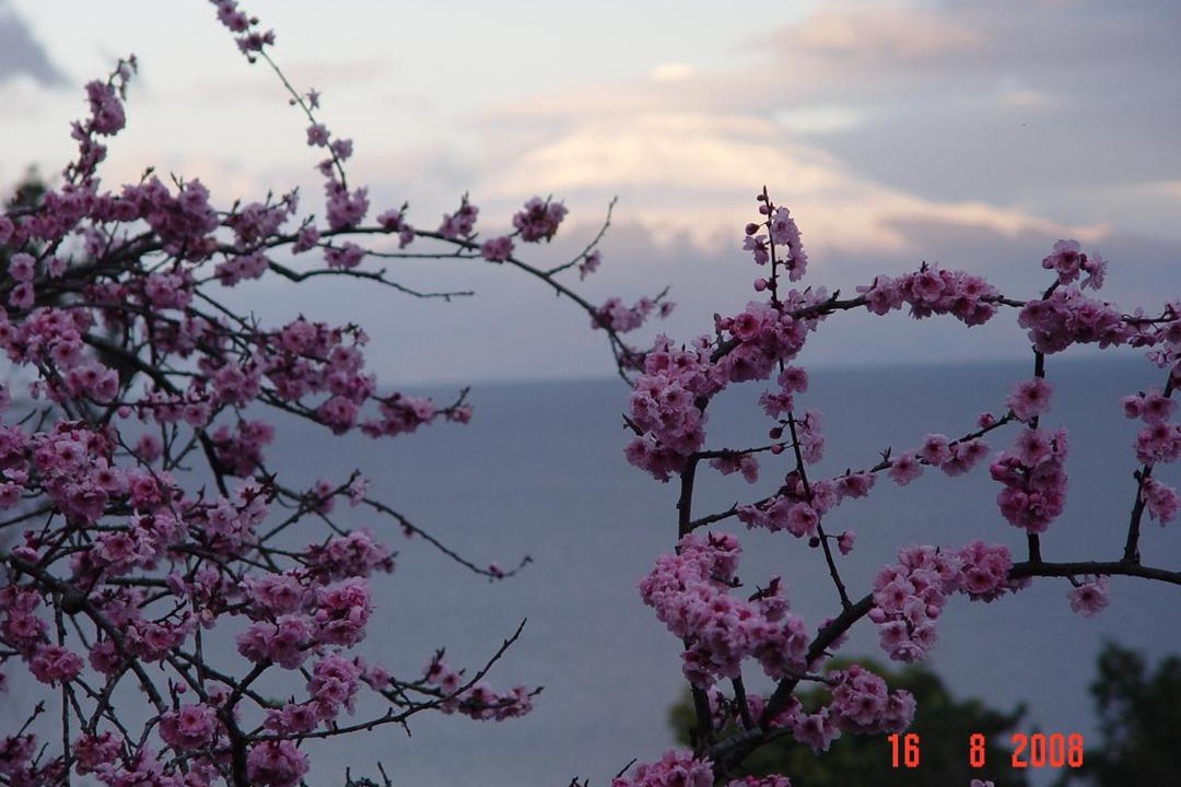 Photo of Others in Frutillar