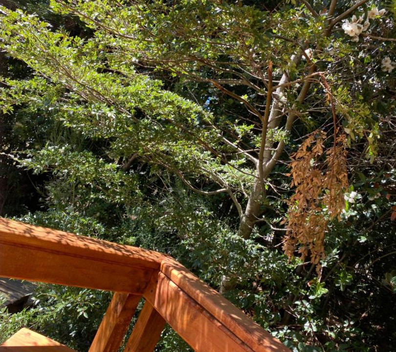 Photo of Others in Pucon