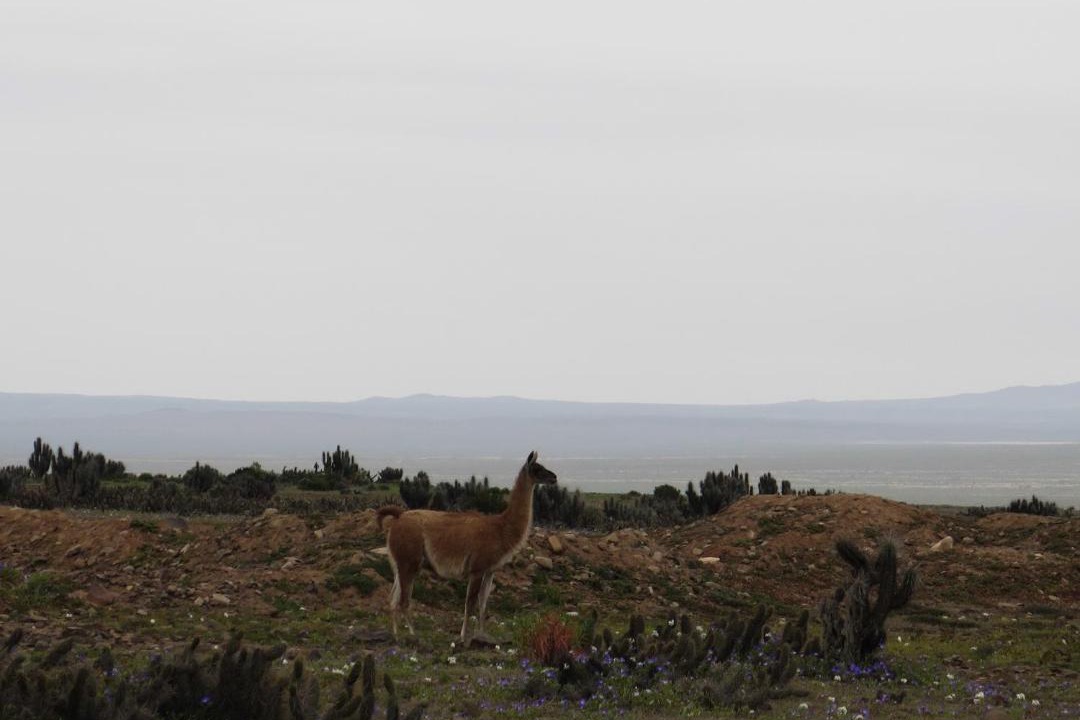 Photo of Outdoor in Punta de Choros