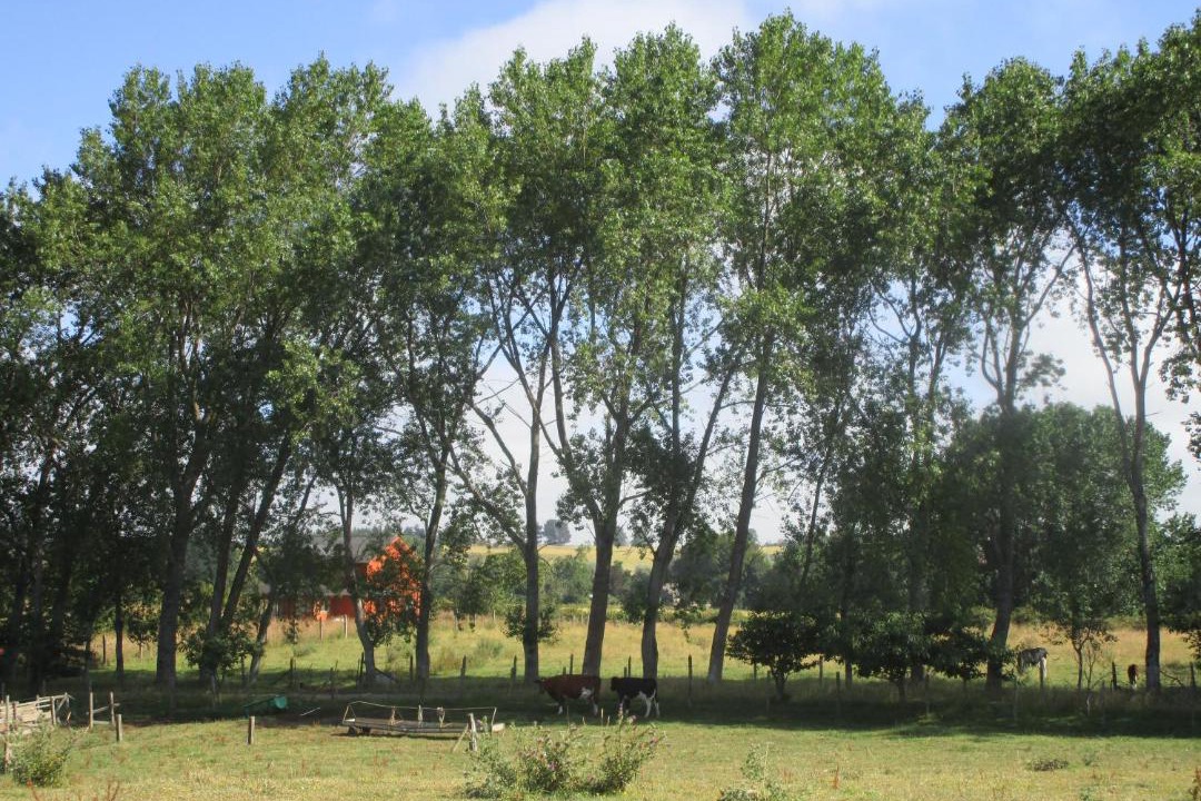 Photo of Others in Llanquihue