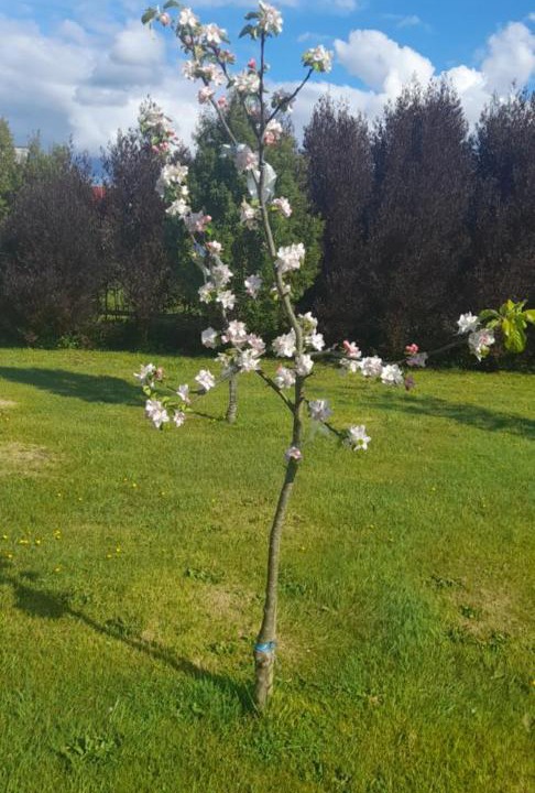 Photo of Outdoor in Puerto Varas