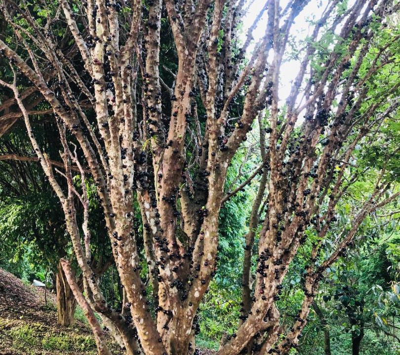 Photo of Others in Santana de Parnaiba