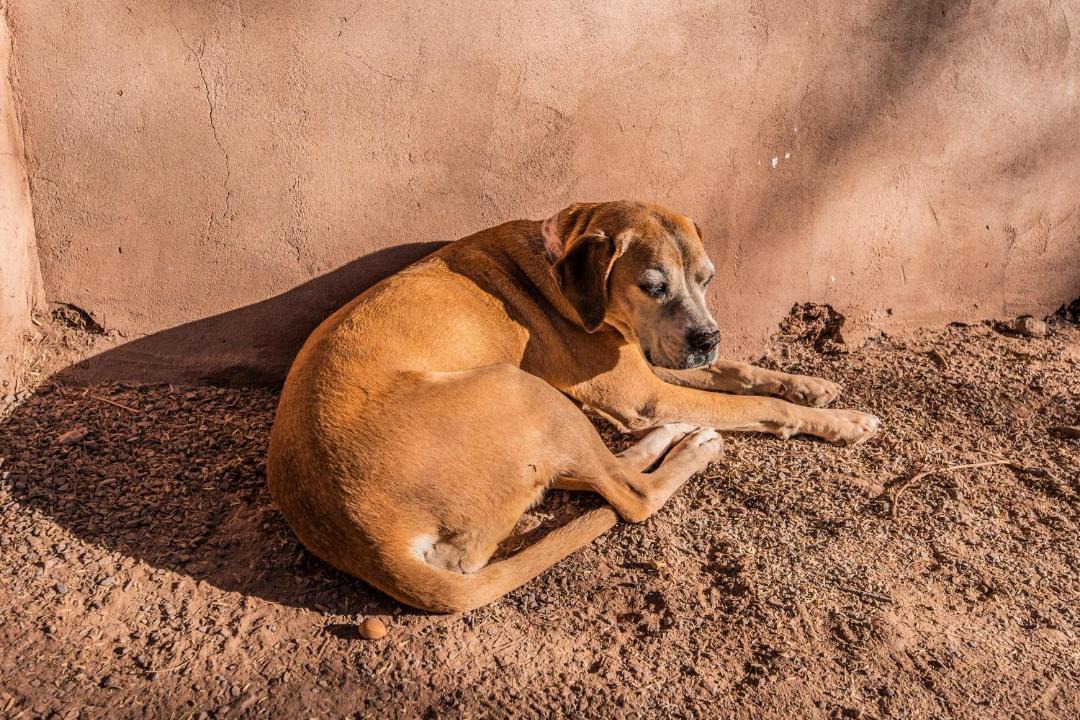 Photo of Others in San Pedro de Atacama