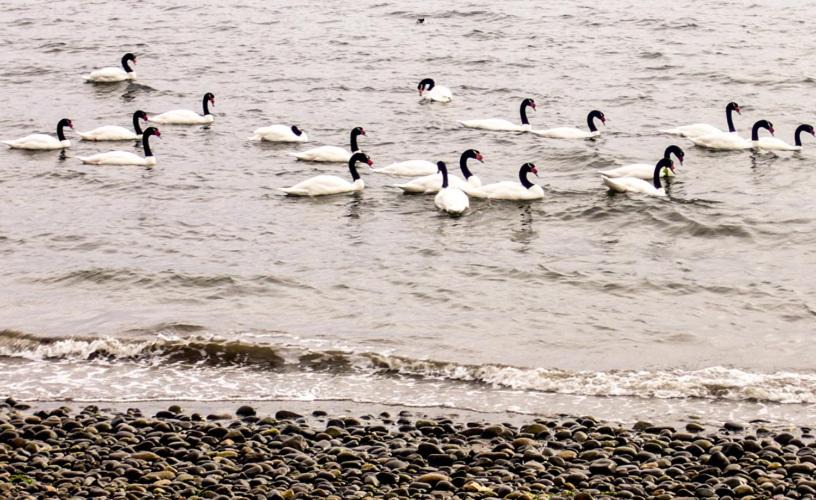 Photo of Others in Quellon