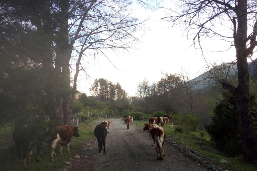 Photo of Others in Curarrehue