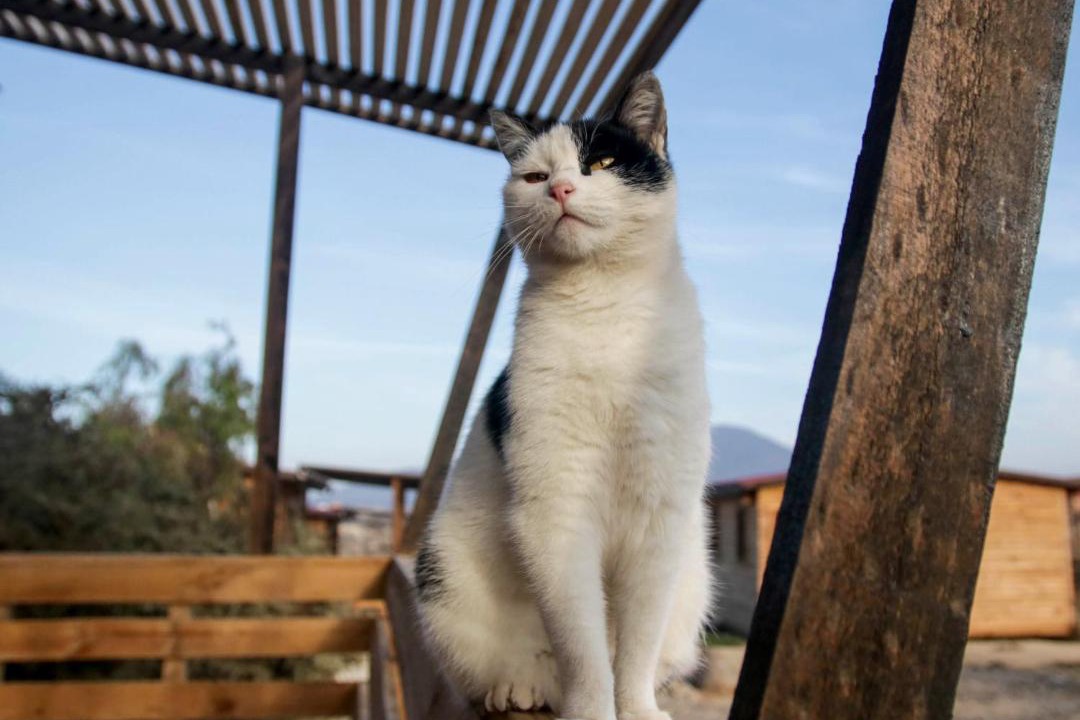 Photo of Others in Coquimbo