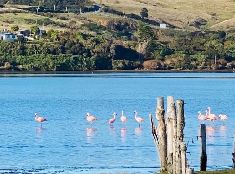 Photo of Others in Ancud