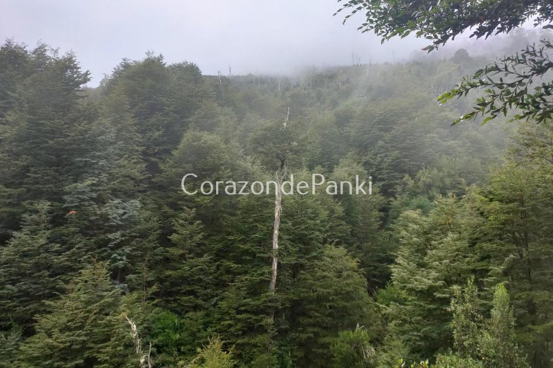 Photo of Others in Curarrehue