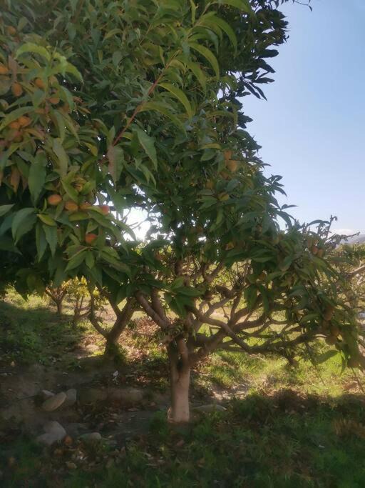 Photo of Outdoor in El Molle
