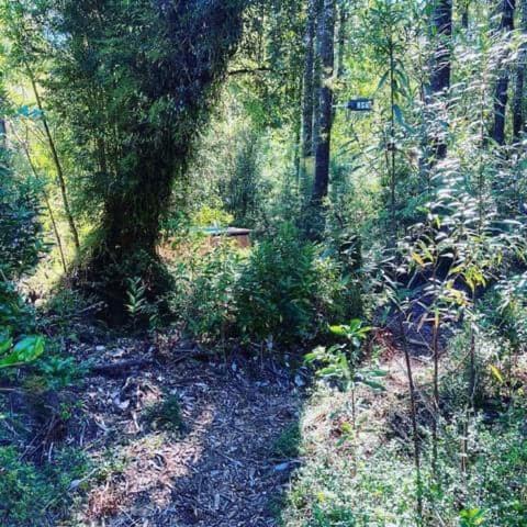 Photo of Outdoor in Hornopiren National Park