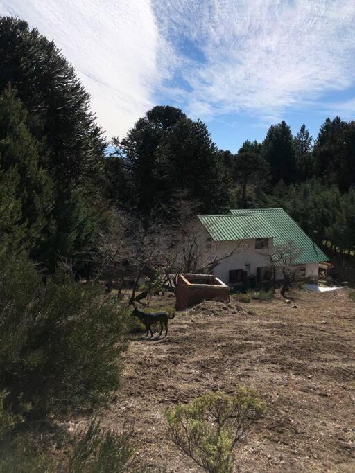 Photo of Others in Villa Pehuenia