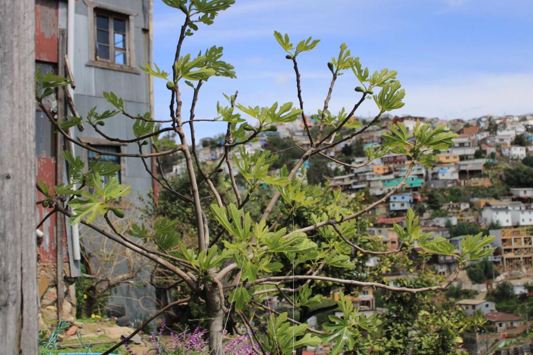 Photo of Others in Valparaiso
