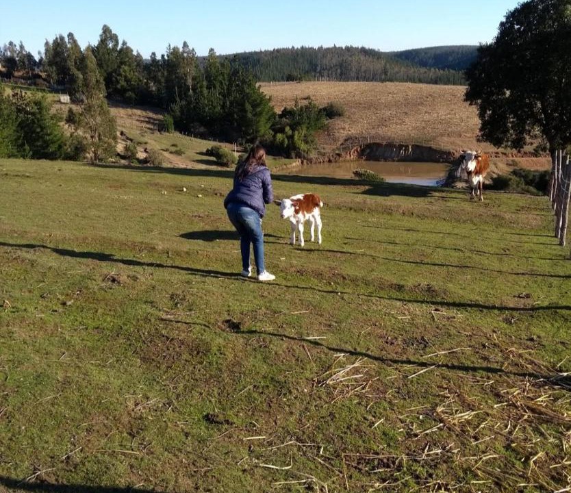 Photo of Others in Pichilemu