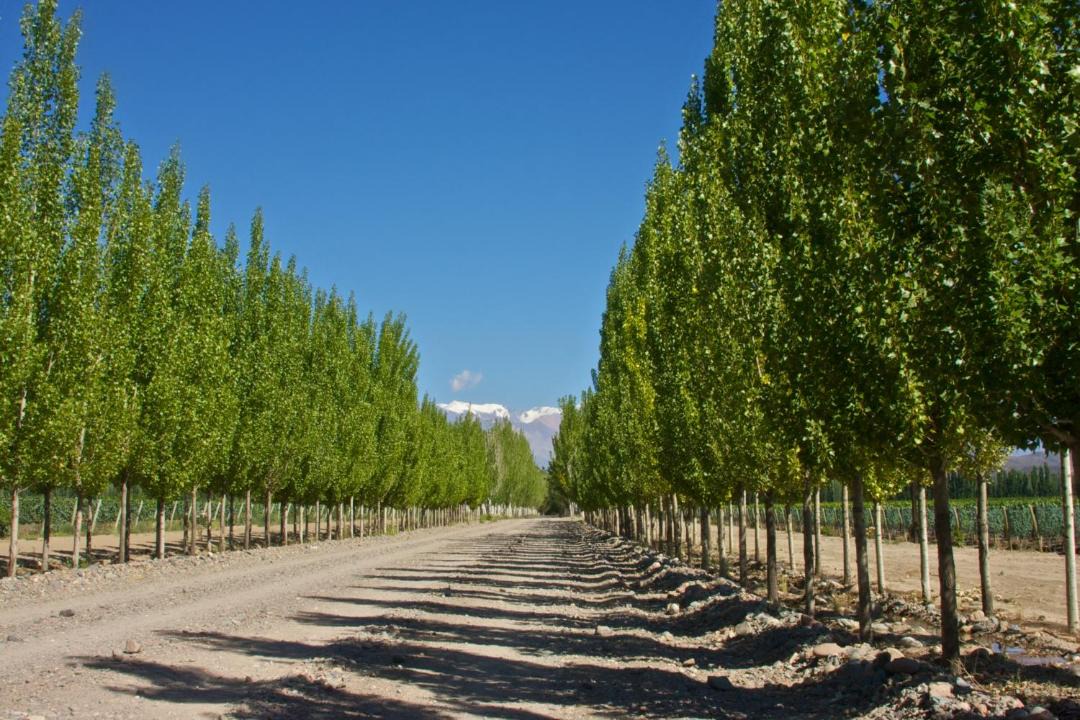 Photo of Others in Tupungato