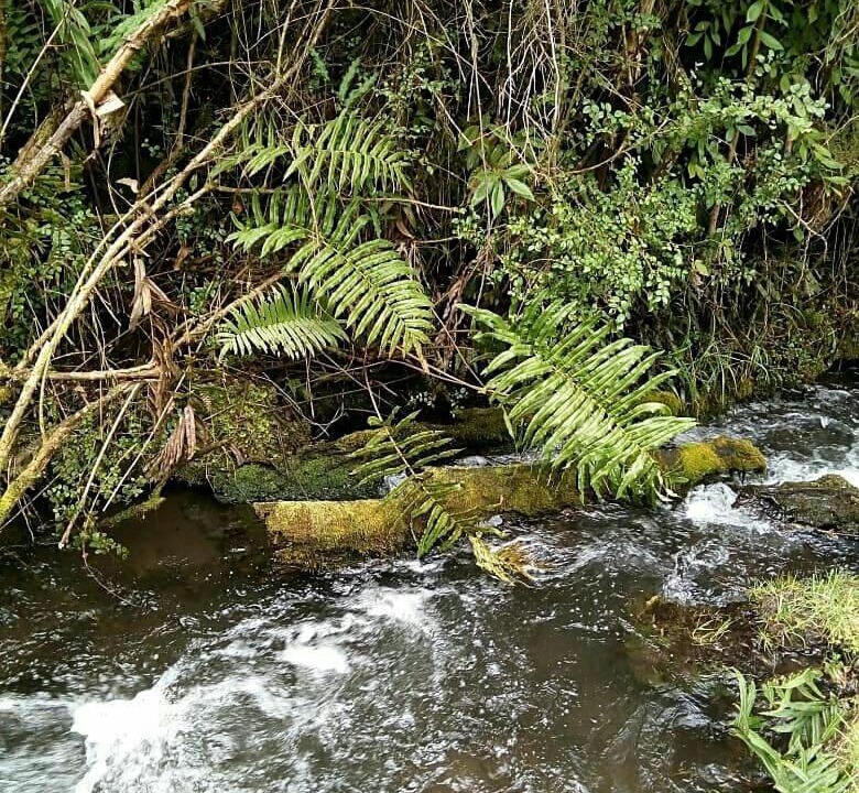 Photo of Others in Pucon