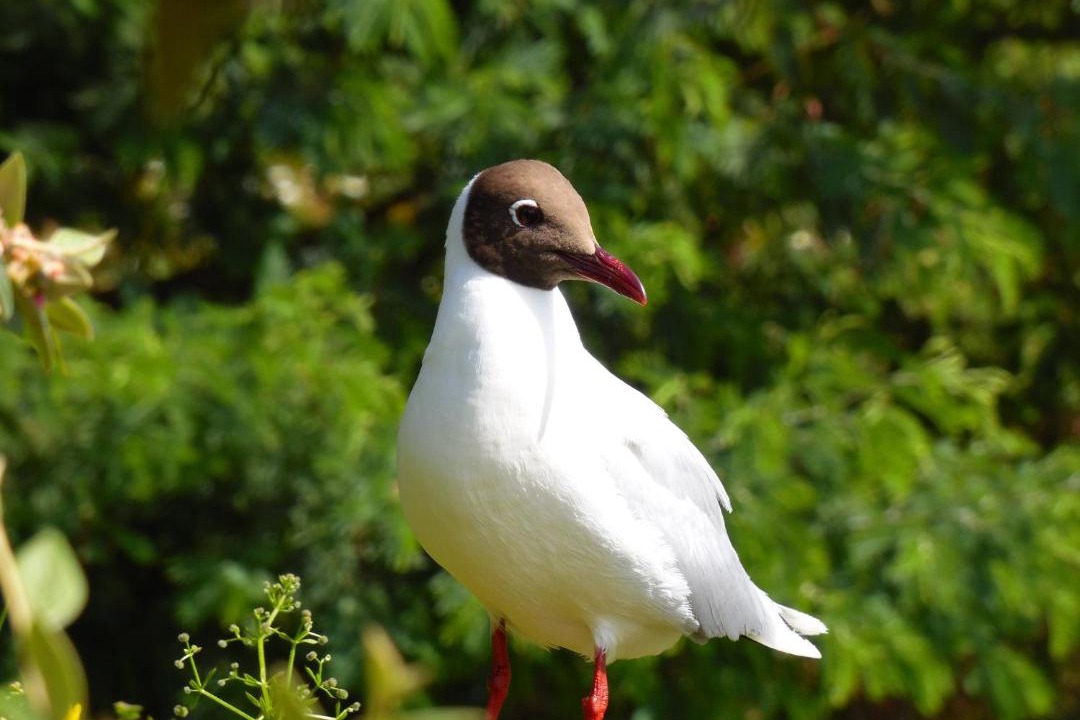 Photo of Others in Llanquihue