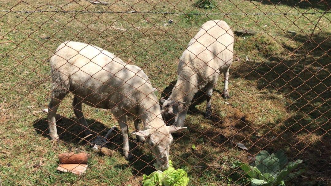 Photo of Others in Pucon