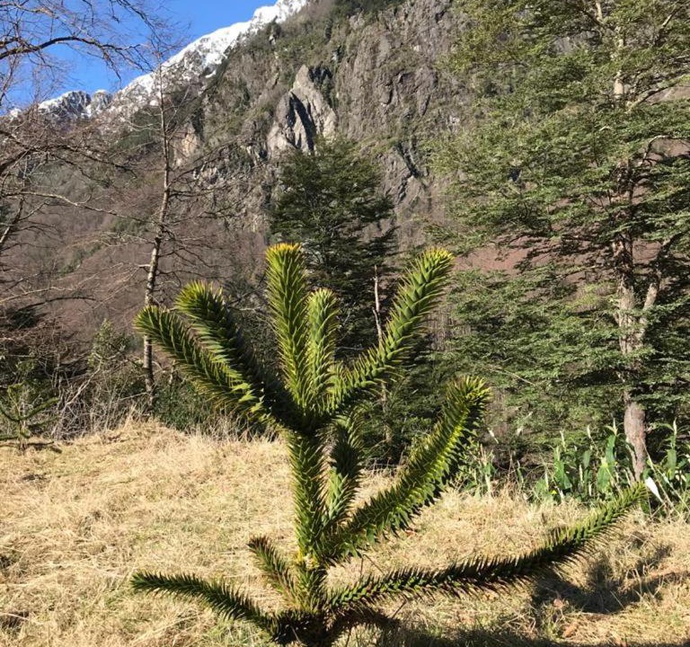 Photo of Outdoor in Pucon