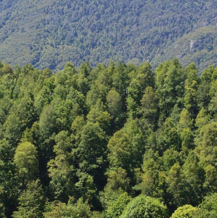 Photo of Others in Pucon